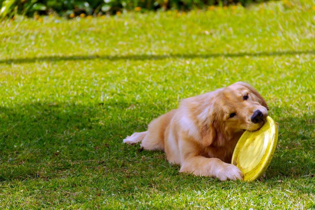 Dorosły duży pies rasy golden retrievera leży na trawniku i gryzie żółtą zabawkę frisbee.